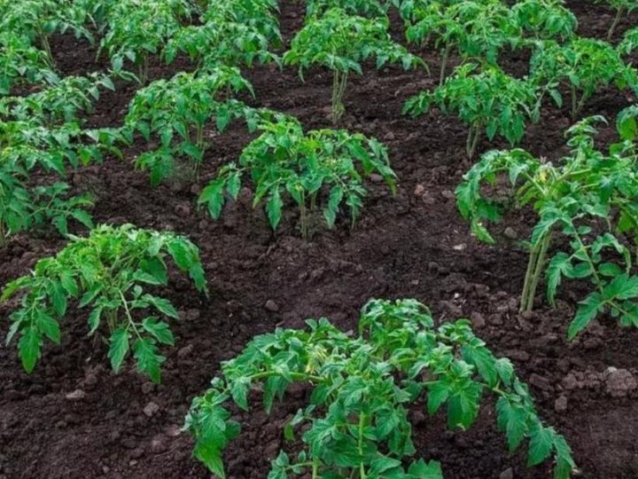 Где сажают помидоры. Томаты в открытом грунте посадка. Рассада помидор в открытом грунте. Высокорослые томаты. Томаты в открытом грунте посадка.
