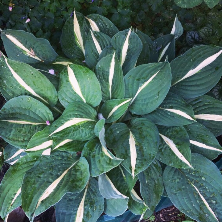 Хоста Hosta Risky Business