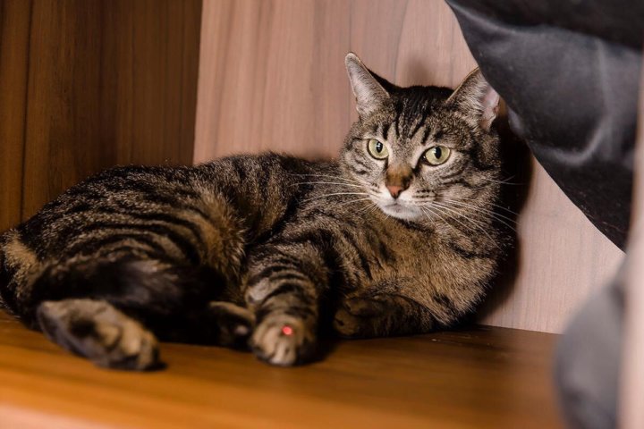 Кошка Дворняжка Фото