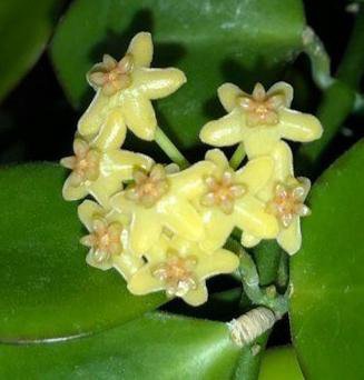 Необыкновенный цветок хойя — описание, размножение и уход