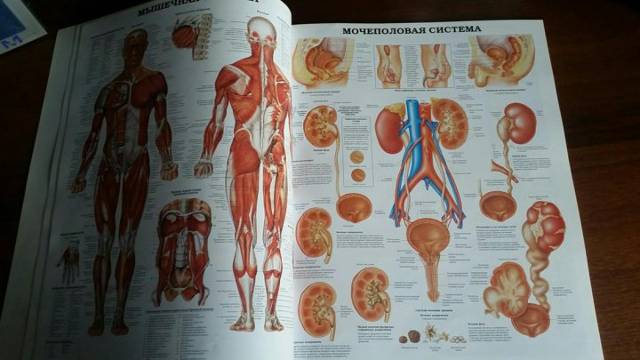 Анатомия в школе в каком классе. Анатомический атлас Винс Перез. Анатомический атлас Махиянова. Перез в. большой атлас анатомии человека. Большой атлас анатомии человека Махиянова.