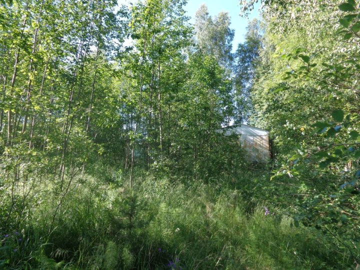 Место под солнцем, СНТ роща. СНТ зеленая роща 86.