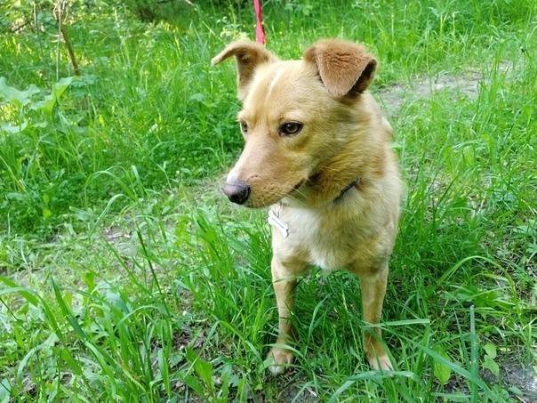 раздача бездомных животных белгород. потеряшки новолуговое. пропал большой рыжий кот. собаки из приюта. котенок апельсинчик 4,5 месяца.