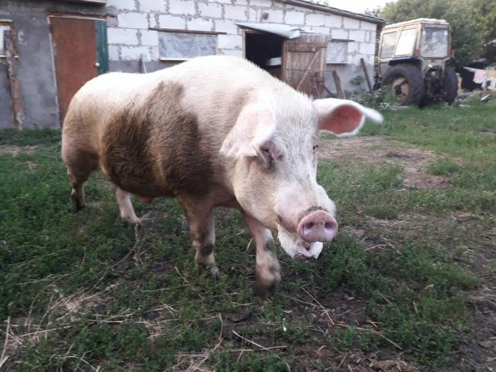 Поросята королевские кармалы. Свиньи черноземья ютуб. Фото опоросившейся свиньи. Венгерская пуховая мангалиц. Свиньи черноземья ютуб.
