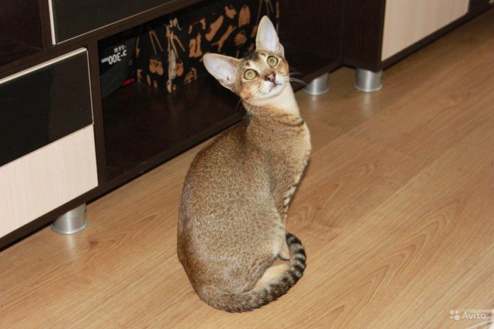 Каракет Кошка Цена Фото