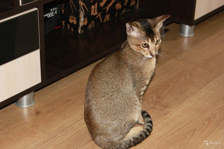 Каракет Кошка Цена Фото