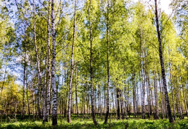 Юный лес. Веселые Березки Челябинск Сосновский район.