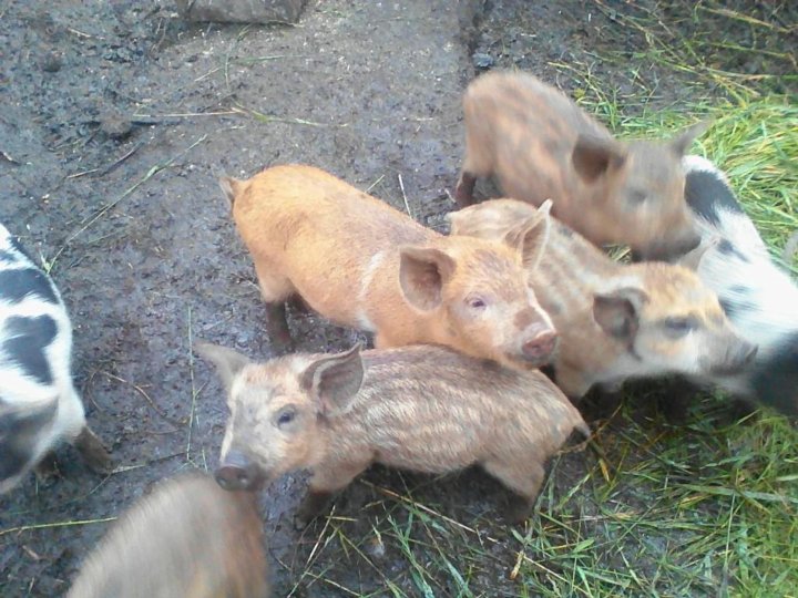 Помесь мангалицы и дюрок фото