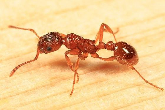 Myrmica rubra (m.laevinodis; рыжая мирмика)