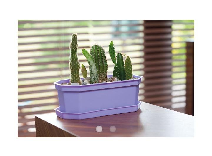 Кактус пати. Опунция кактус домашний. Активированный гаджет кактус жизни. Выставка кактусов. Кактус 24.