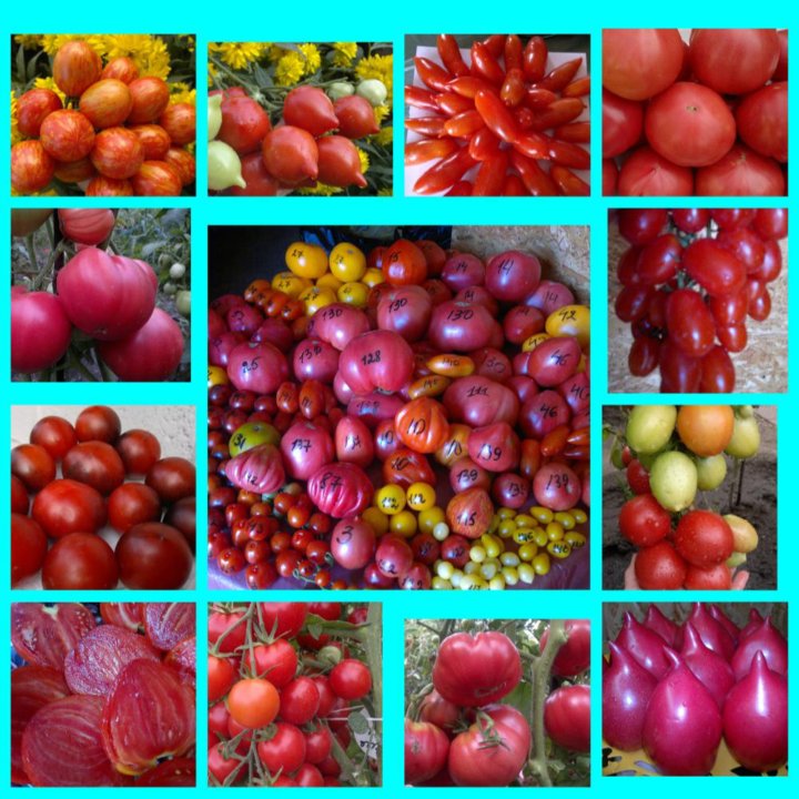 Томат сердце марши. Семена помидор. Бор для томатов. Семена урала. Продать семена томатов.