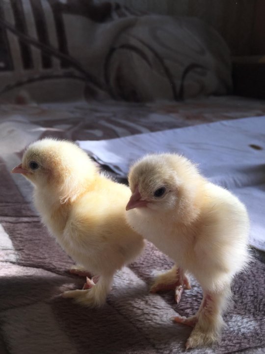Фото цыплят брама 1 месяц