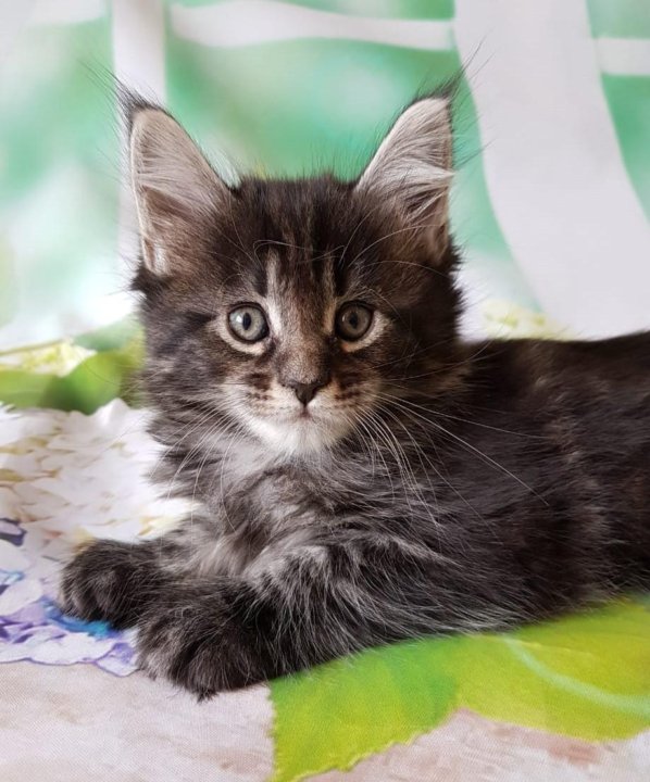 Котенок мейн куна краснодар. Чаузи и мейн кун. Хаски и мейн кун. Котенок мейн куна краснодар. Котенок мейн куна краснодар.