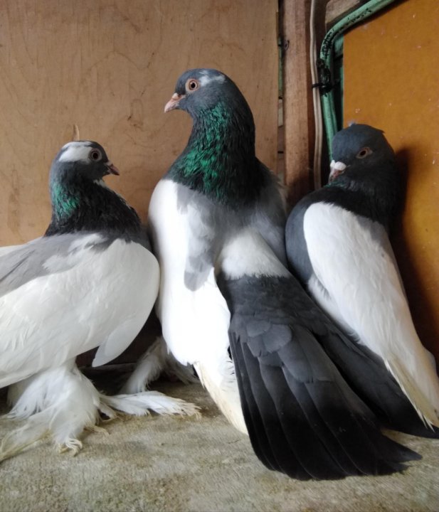 Продажа голубей в свердловской области на авито с фотографиями