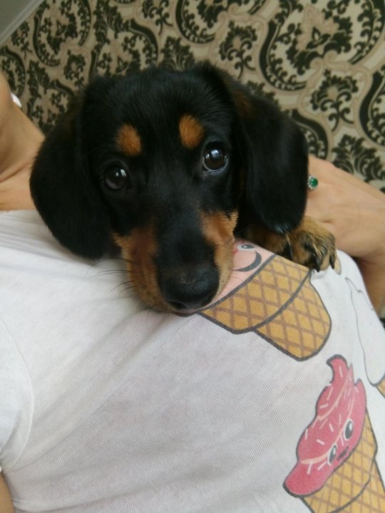 такса с белым галстуком. отдам щенки таксы. такса в хорошие руки. авито такса в добрые руки. порода такса даром.