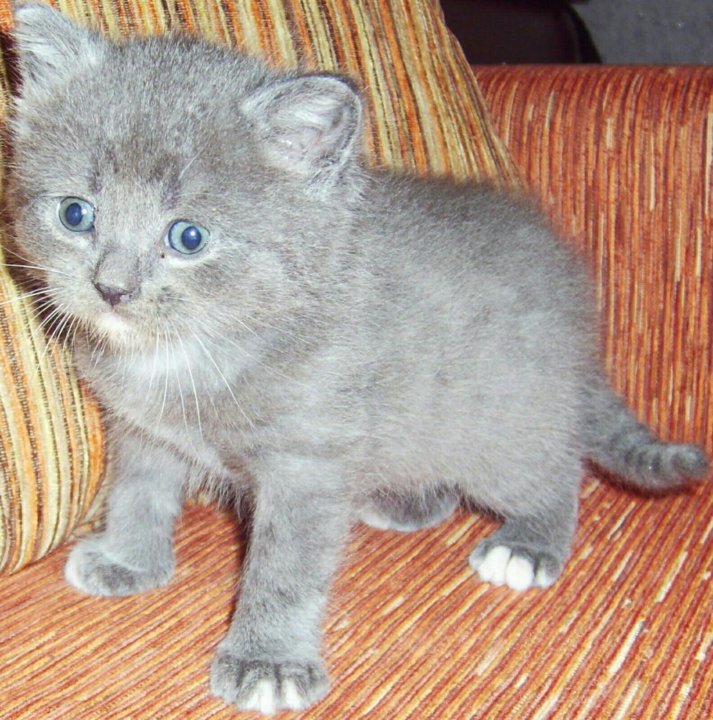 Котята британцы фото 1 месяц