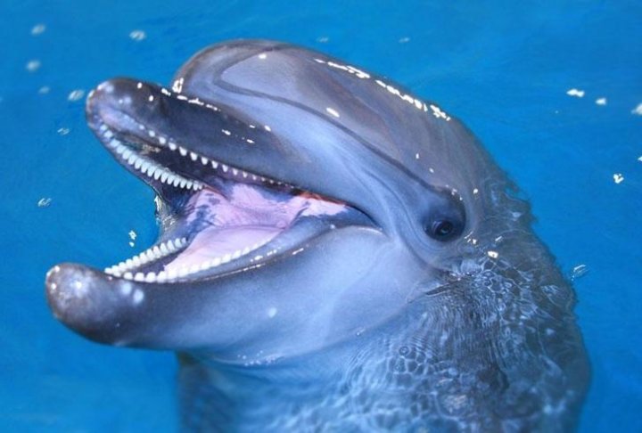 dolphin Creatures, Dolphins, Ocean