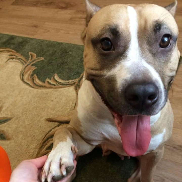 Собаки воткинск. Авито воткинск объявления собаки. Собаки воткинск. Воткинск собака воссе. Собаки воткинск.