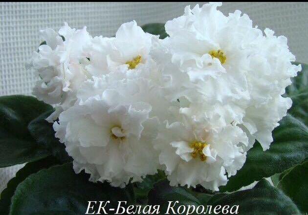 Ек белая королева фиалка фото