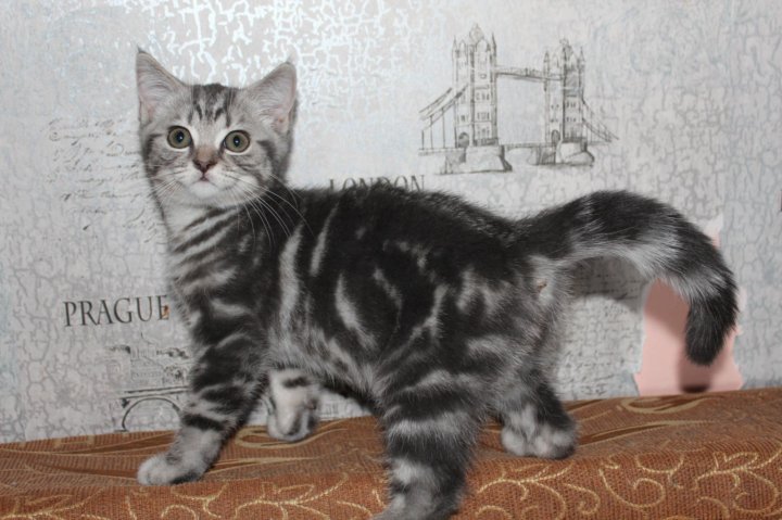 Британская вислоухая кошка. Авито омск шотландские котята. Шотландская кошка. Кота скай фото. Авито котята.