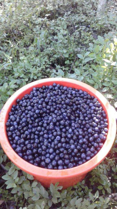 Как отмыть руки от черники. Черника в ведре в руках. Как отмыть руки от черники. Как отмыть чернику с рук и ногтей. Как отмыть руки от черники.