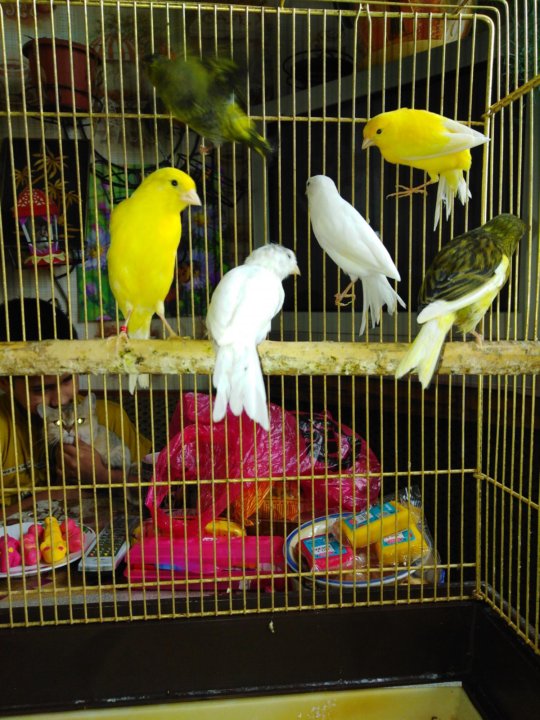 Зоомагазин птицы канарейки. Канарейка центральная станция. Выставочные канарейки. Заводчики канареек москва. Канарейка самка.