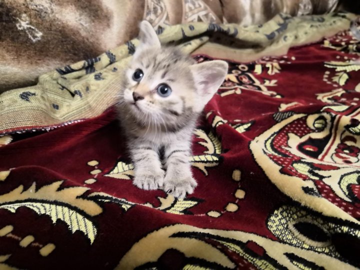 Котята в добрые руки в энгельсе. Котята тольятти. котята в эжва. котята сыктывкар сибирские. тольятти кот.