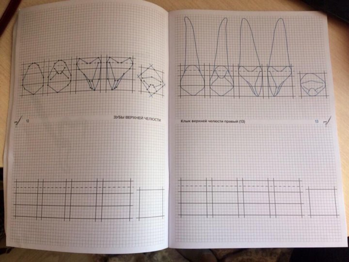 Рабочая тетрадь схематическое изображение зубов