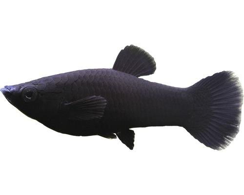 Black molly trächtig