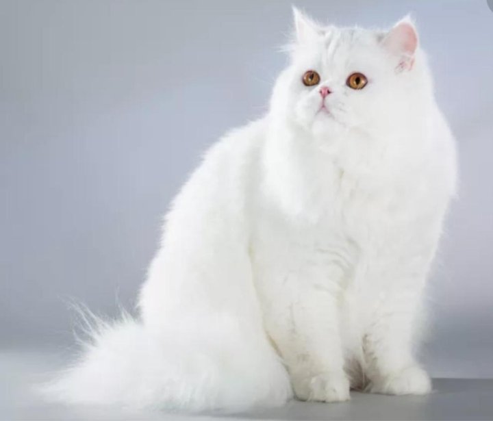 Шотландская Длинношерстная Кошка Фото