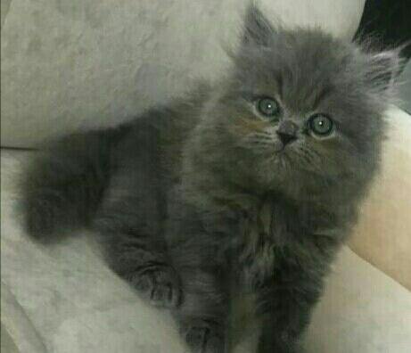 Котята в кургане. Авито шахты котята. Авито шахты котята. Авито шахты котята. Кому нужны котята в хорошие руки.