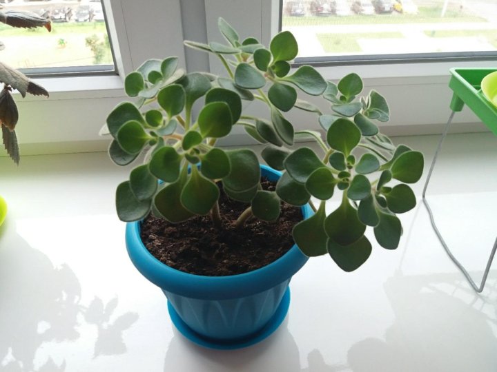 Аихризон Цветок Комнатный Фото Как Выглядит – Telegraph