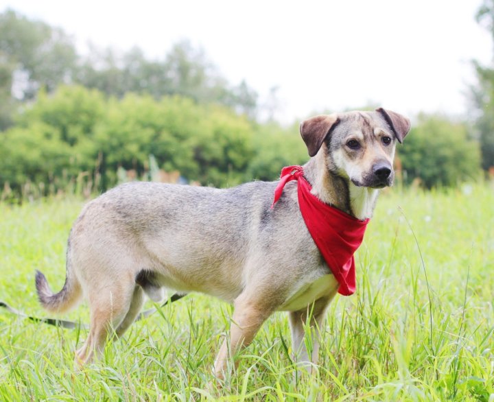 собака грей