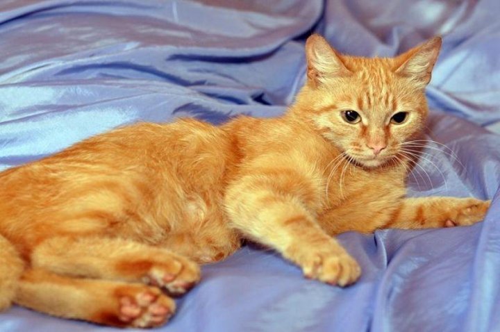 Породы котов рыжих