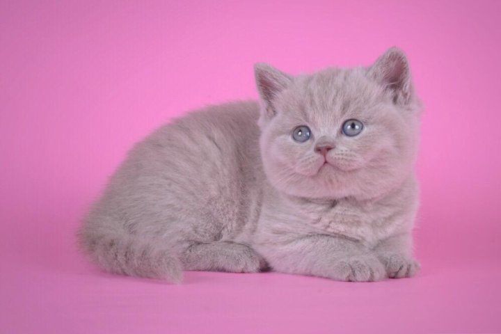 Лиловая Кошка Фото