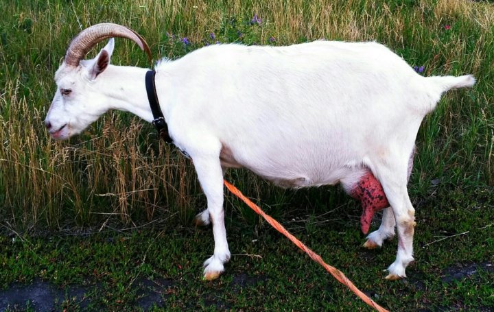 Породы коз молочных без запаха. Коза молочная. Коза молоко. Австралийские молочные козы. Мегрельская коза молочно-шестяные.