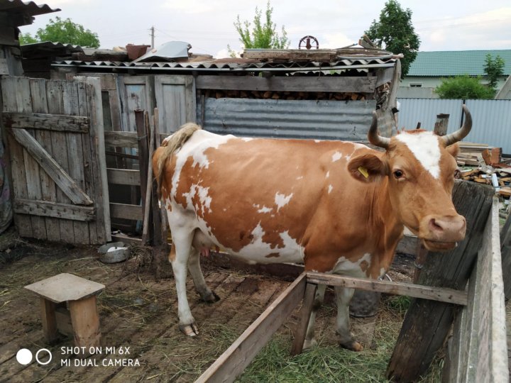 Купить коров сколько. Коровы в Комсомольске. Коровы Тихорецкий район. Продается корова объявление. Таджикистан продается корова.