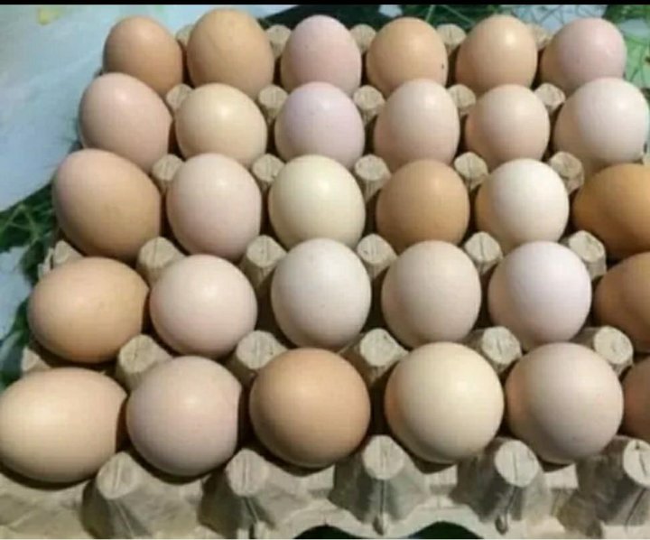 Яйца кур брама. Яйцо инкубационное Брама. Яйца курей Брама. Инкубационное яйцо кур Брама.