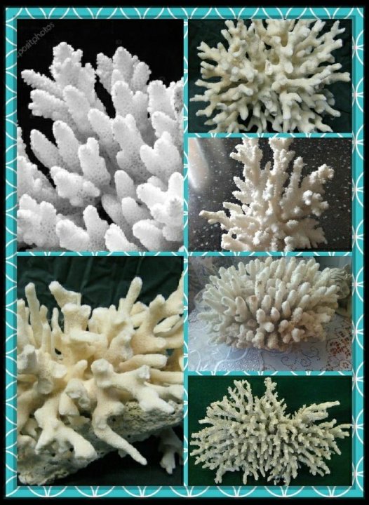 Белый коралл камень фото