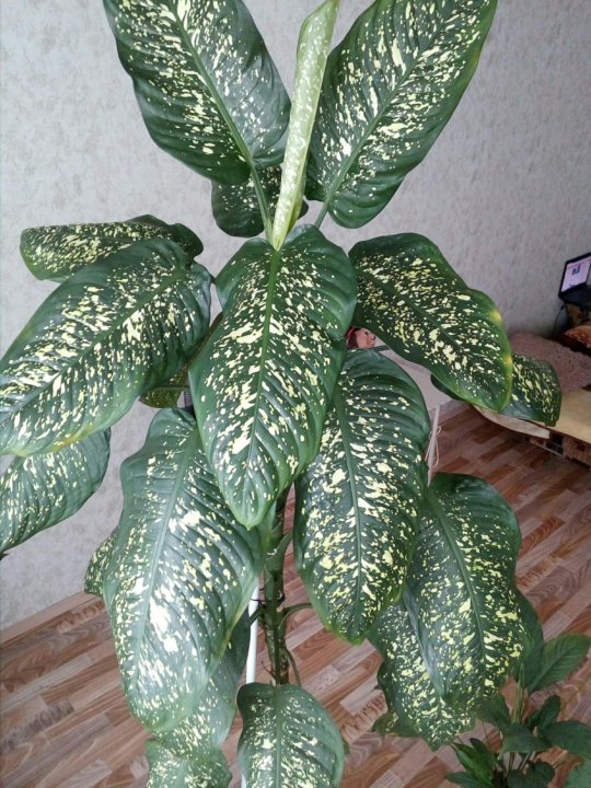 Диффенбахия Фото Можно Ли Держать Дома