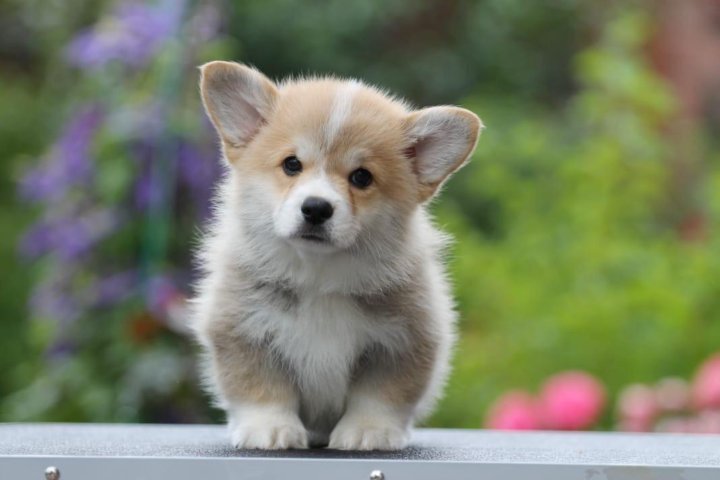 щенки корги в краснодаре