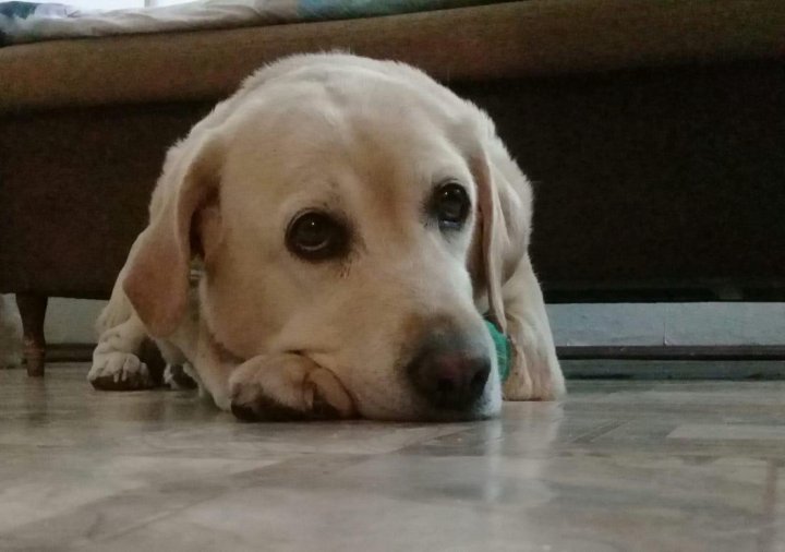 Авито бугульма животные. Авито бугульма животные. Овцеводство в татарстане. Бугульма авито кошки. Кролики в крыму свежие объявления.