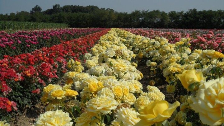 Отзывы О Интернет Магазине Розы Садовник