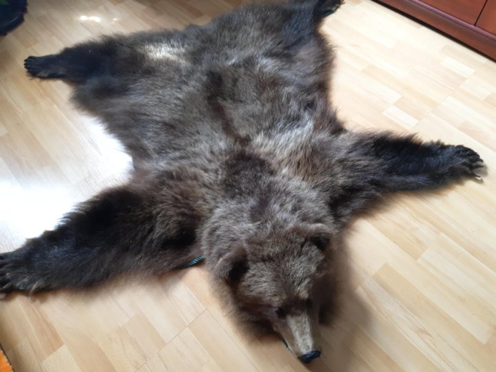 Шкура медведя искусственная – купить в Москве, цена 50 000 руб., дата ...