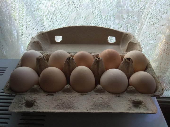 Купить яйцо инкубационное в нижегородской. Инкубационное яйцо Загорской лососевой. Инкубационное яйцо куры Загорские лососевые. Порода кур Загорская лососевая яйцо. Загорская лососевая цвет яйца.