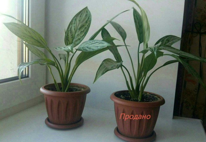 Ароидные Комнатные Растения Фото