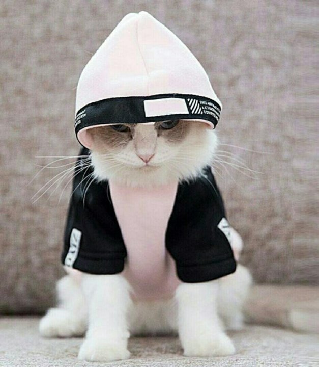 Крутые котики