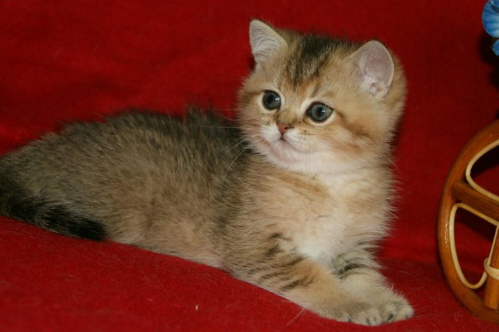 Шотландский золотой котенок фото