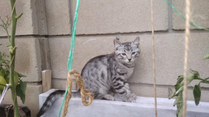 Трёхмесячный котёнок. Мальчик. – купить в Севастополе, бесплатно, продано  22 августа 2019 – Кошки