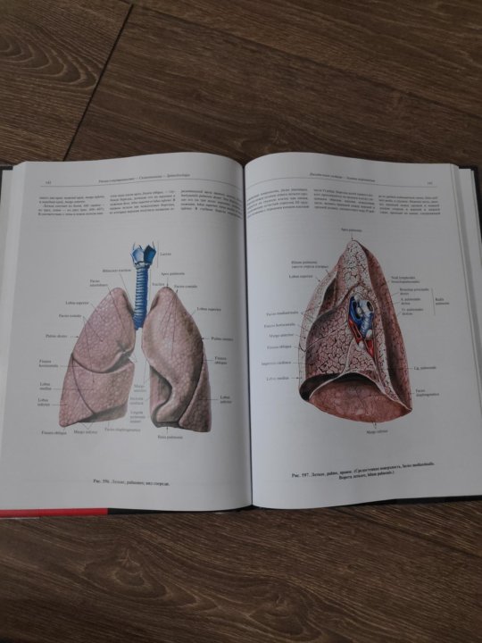 Атлас анатомия человека том 2. Атлас анатомии человека Синельников 2. Анатомия атлас Синельникова 2 том. Синельников анатомия. Тревор Уэстон анатомический атлас.